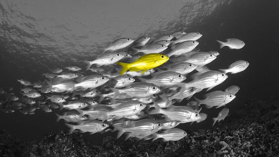 kohderyhmä-väri-2 kohderyhmä-väri-2